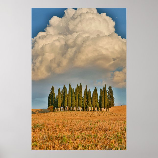 Rural Tuscany Cypress Trees Poster (Front)