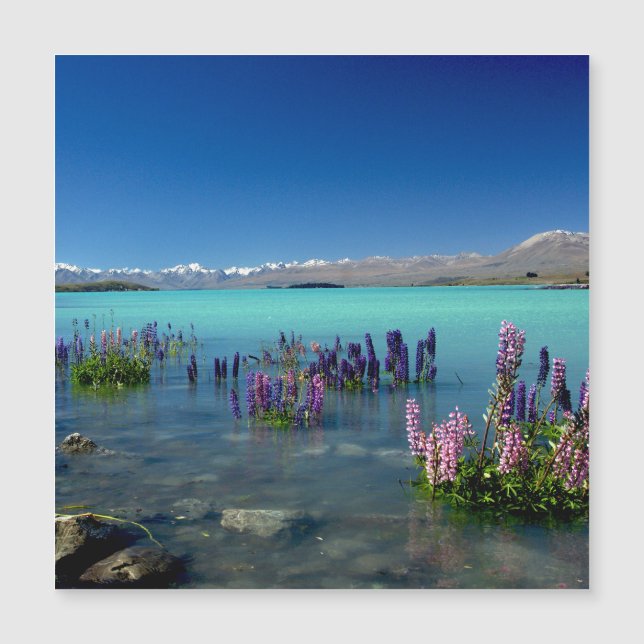 Russell Lupins in Lake Tekapo, Magnet (Front)