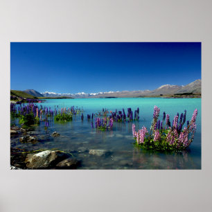 Russell Lupins in Lake Tekapo, New Zealand Poster