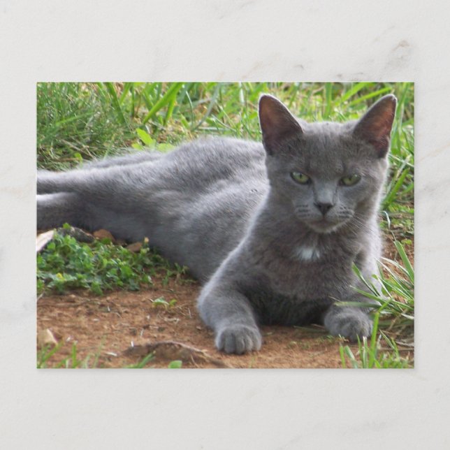 Russia Blue, Natasha Postcard (Front)