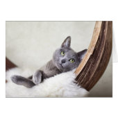 Russian Blue (Front Horizontal)