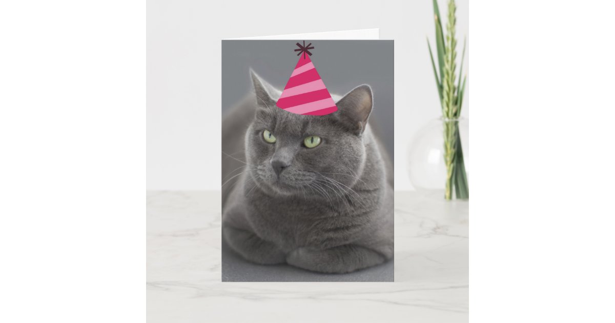 Russian Blue Cat Birthday Card Focus For A Cause Zazzle Com