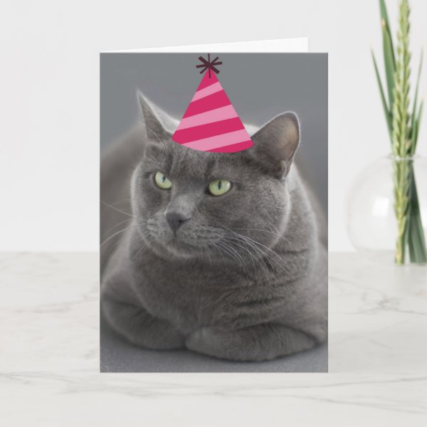 Personalized Russian Blue Cat Gifts on Zazzle