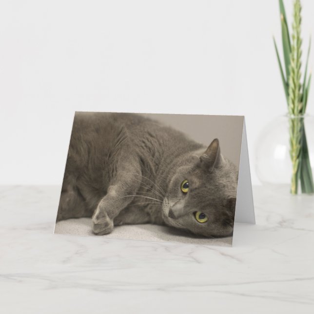 Russian Blue Cat Blank Note Card (Front)