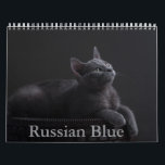 Russian Blue Cat Calendar<br><div class="desc">A Calendar with 12 different pictures of Russian Blue Cats</div>