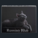 Russian Blue Cat Calendar<br><div class="desc">A Calendar with 12 different pictures of Russian Blue Cats</div>