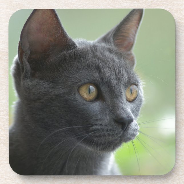 Russian Blue Cat Coaster (Front)