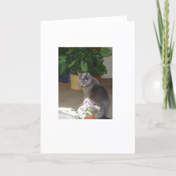Russian Blue Cat Greeting Card by Rinchen365flower at Zazzle