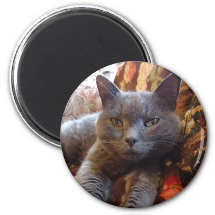 Russian Blue Cat Magnet