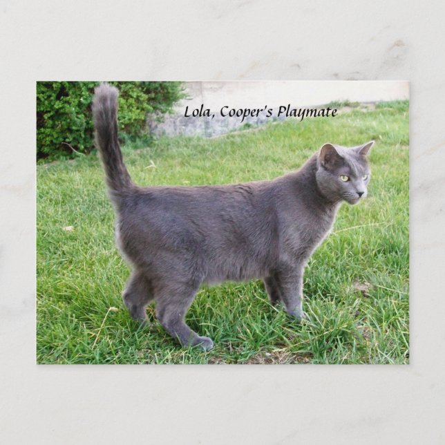Russian Blue Cat On Grass - Postcard Lola Kitty (Front)