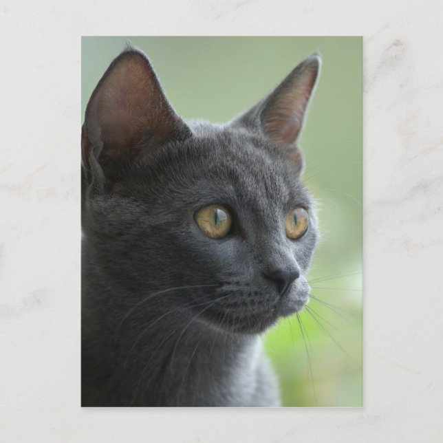 Russian Blue Cat Postcard (Front)