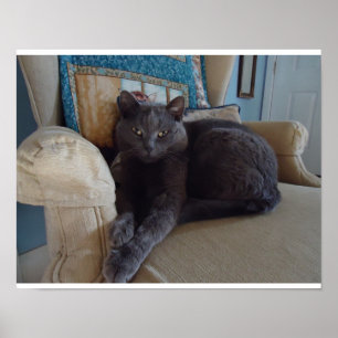 Russian Blue Cat Poster