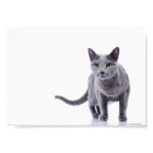 Russian Blue Cat