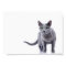 Russian Blue Cat