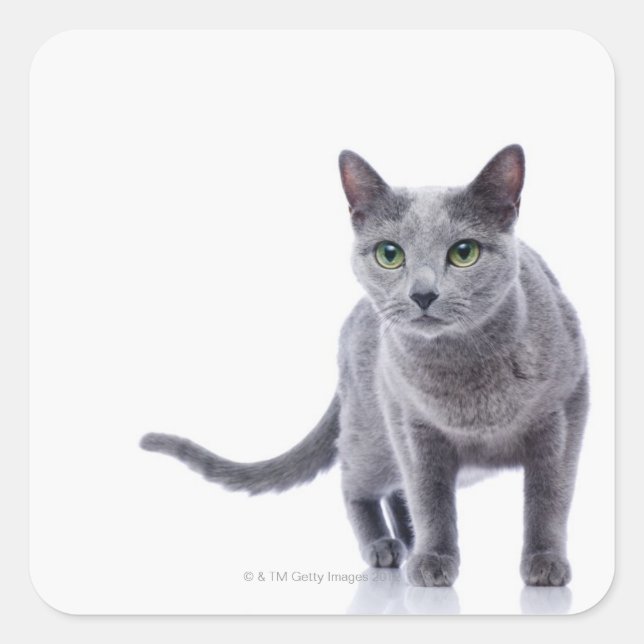 Russian Blue Cat Square Sticker (Front)
