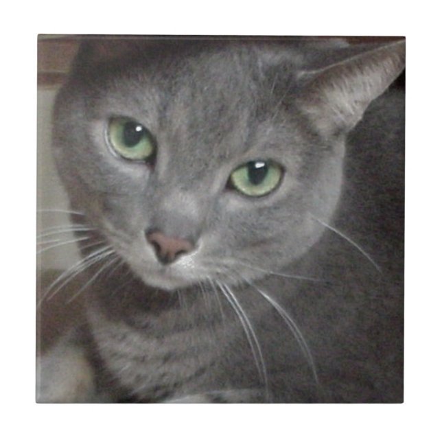 Russian Blue Gray Cat Ceramic Tile (Front)