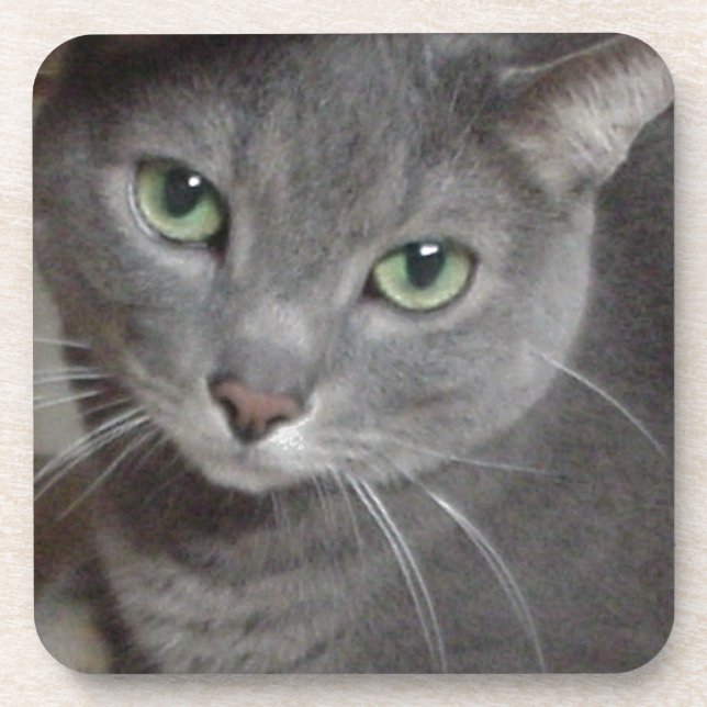 Russian Blue Gray Cat Drink Coaster (Front)