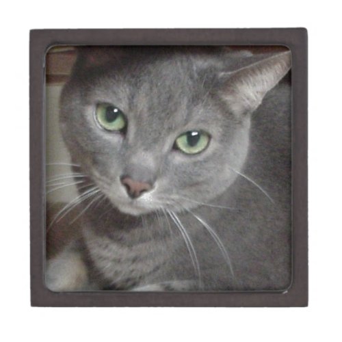 Russian Blue Gray Cat Keepsake Box