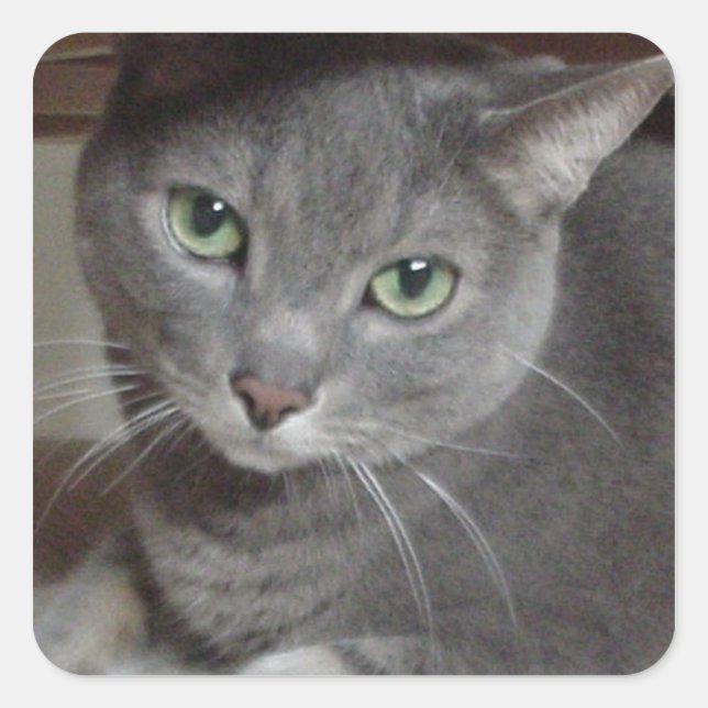 Russian Blue Gray Cat Love Square Sticker (Front)
