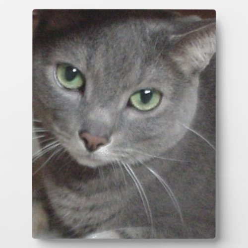 Russian Blue Gray Cat Plaque