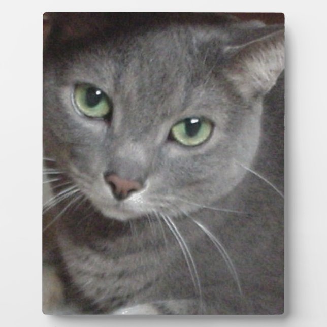 Russian Blue Gray Cat Plaque (Front)