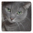 Russian Blue Gray Cat