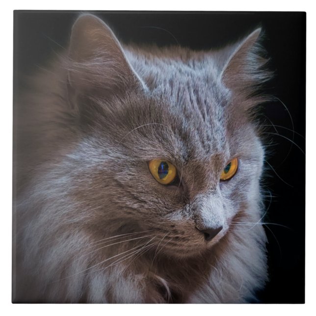 Russian Blue Gray Nebelung Cat Wall Art  Ceramic Tile (Front)