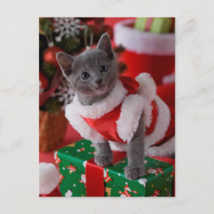 Russian Blue Kitten and Christmas 2 Holiday Postcard