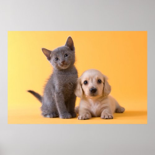 Russian Blue Kitten And Dachshund Puppy Poster