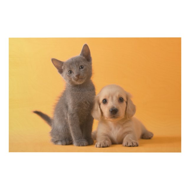 Russian Blue Kitten And Dachshund Puppy Wood Wall Decor (Front)