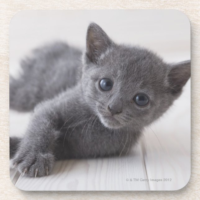 Russian Blue Kitten Beverage Coaster (Front)