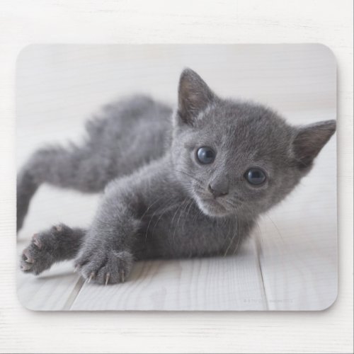Russian Blue Kitten Mouse Pad