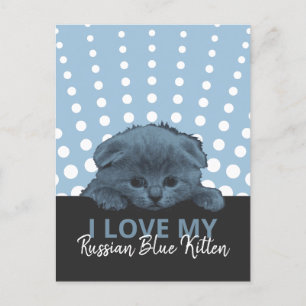 Russian Blue Kitten Postcard