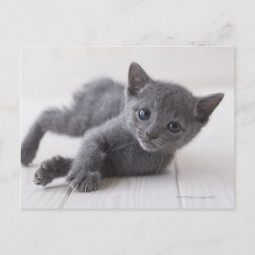 Russian Blue Kitten Postcard