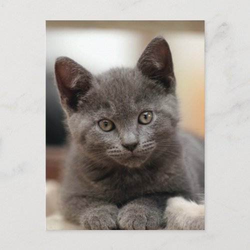 Russian Blue Kitten Postcard