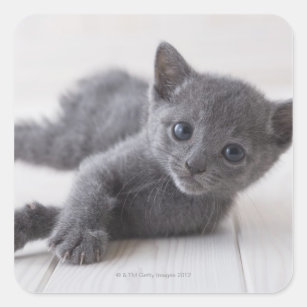 Russian Blue Kittens Stickers 100 Satisfaction Guaranteed Zazzle