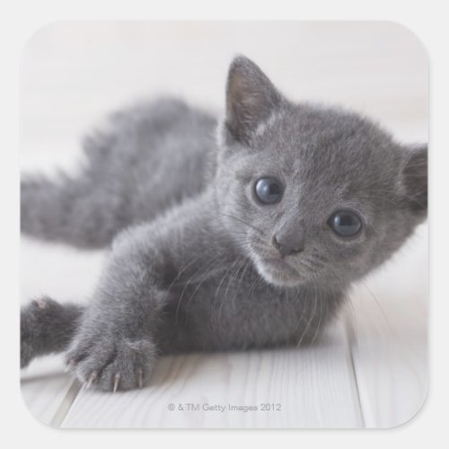 Russian Blue Kitten Square Sticker