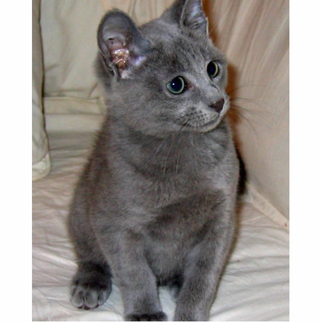russian blue kitten statuette (Front)