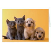 Russian Blue Kittens And Dachshund Puppies (Front Horizontal)