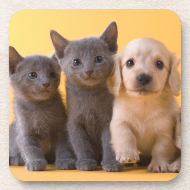 Russian Blue Kittens And Dachshund Puppies Beverage Coaster (Front)