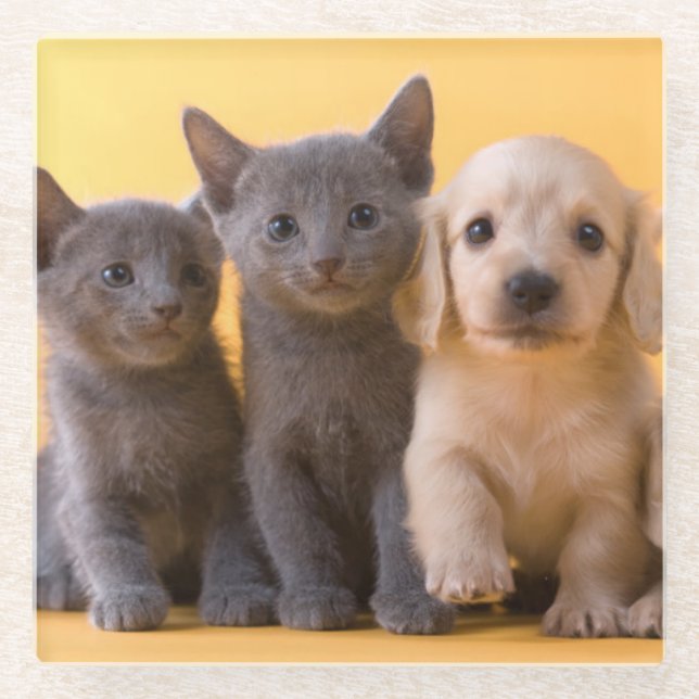 Russian Blue Kittens And Dachshund Puppies Glass Coaster (Front)