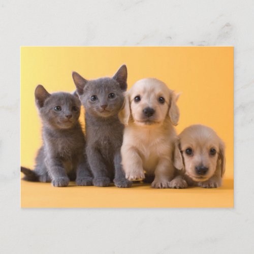 Russian Blue Kittens And Dachshund Puppies Postcard