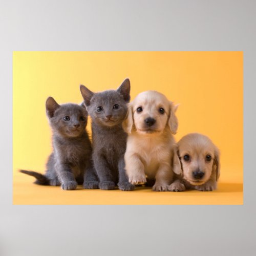 Russian Blue Kittens And Dachshund Puppies Poster