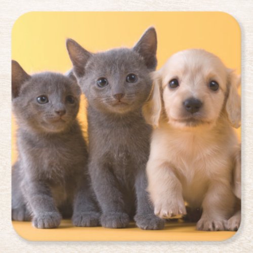 Russian Blue Kittens And Dachshund Puppies Square Paper Coaster