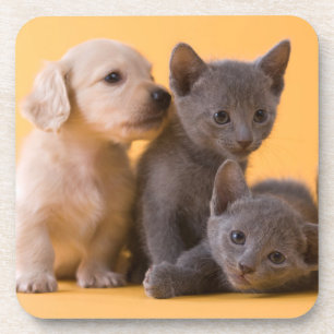 Russian Blue Kittens & Dachshund Puppies Beverage Coaster