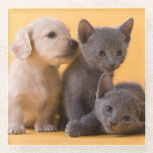 Russian Blue Kittens & Dachshund Puppies Glass Coaster