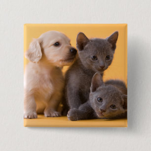 Russian Blue Kittens & Dachshund Puppies Pinback Button