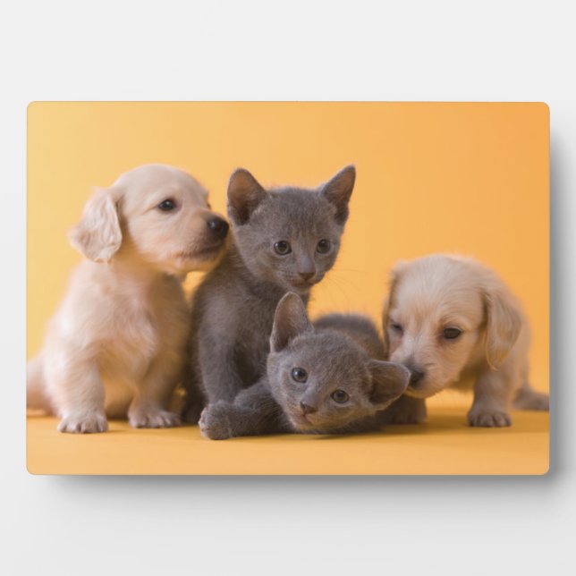 Russian Blue Kittens & Dachshund Puppies Plaque (Front)