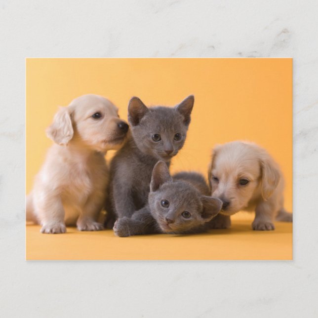 Russian Blue Kittens & Dachshund Puppies Postcard (Front)