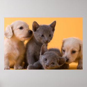 Russian Blue Kittens & Dachshund Puppies Poster
